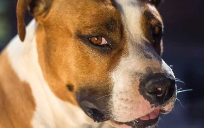 В российском городе на девочку с маленьким псом напала бойцовская собака без намордника
